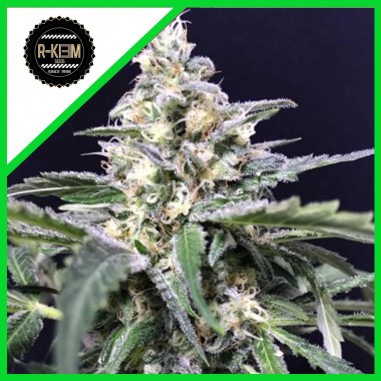 AMAZON AUTO X5-RKIEM SEEDS