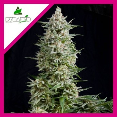 AMNESIA GOLD FEM X1-PYRAMID SEEDS