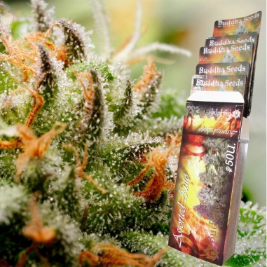 ASSORTED CLASSICS AUTO X10-BUDDHA SEEDS
