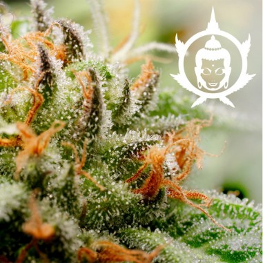 ASSORTED CLASSICS AUTO X10-BUDDHA SEEDS