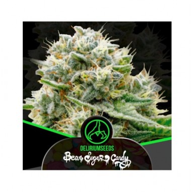 BEAR SUGAR CANDY FEM X4-DELIRIUM SEEDS