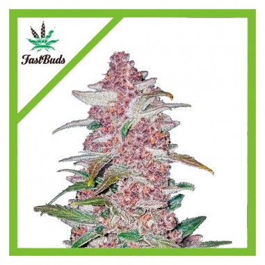 BLACKBERRY AUTO X5-FAST BUDS