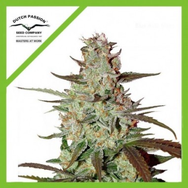 BLUE MAZAR AUTO X3-DUTCH PASSION