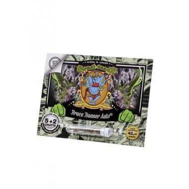 BRUCE BANNER AUTO X25-SWEET SEEDS