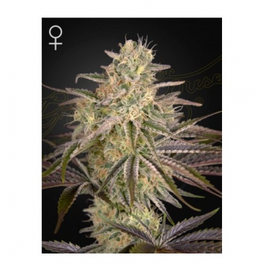 CLOUDWALKER FEM X3 -GREEN HOUSE