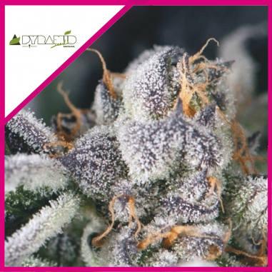 COOKIES USA FEM X3+1-PYRAMID SEEDS