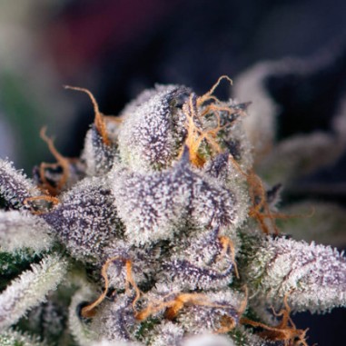 COOKIES USA FEM X5+2-PYRAMID SEEDS