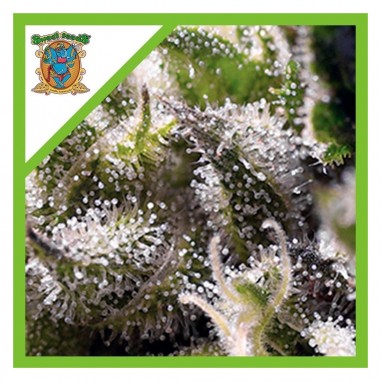 CREAM CARAMEL AUTO X25-SWEET SEEDS