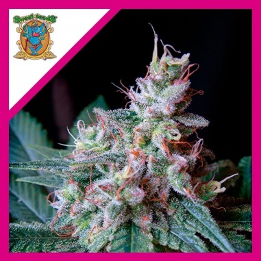 CREAM CARAMEL F1 FEM X3+1-SWEET SEEDS