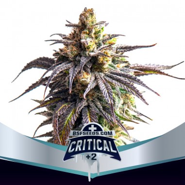 CRITICAL +2 XXL AUTO X7-BSF