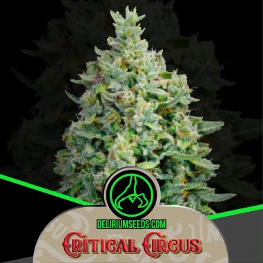 CRITICAL CIRCUS FAST X2-DELIRIUM SEEDS