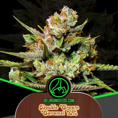DOUBLE CREAM CARAMEL FEM X1-DELIRIUM SEEDS