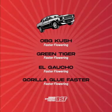 FASTER AND FURIOUS FASTER MIX FEM X12-BSF