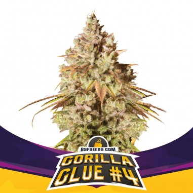 GORILLA GLUE N4 FEM X2-BSF