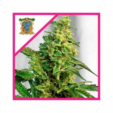 GREEN POISON F1 FEM X25-SWEET SEEDS