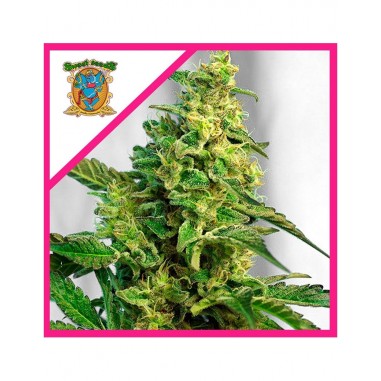 GREEN POISON FEM X100-SWEET SEEDS