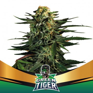 GREEN TIGER FAST FEM X2-BSF