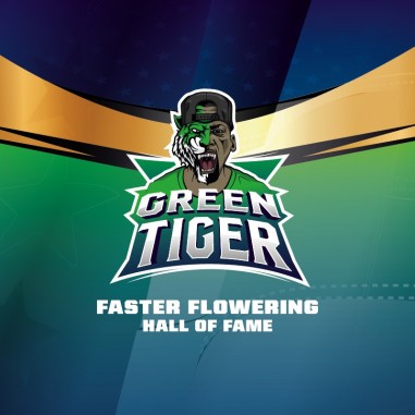GREEN TIGER FAST FEM X2-BSF