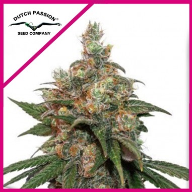 HIFI 4G FEM X3-DUTCH PASSION