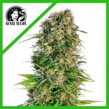 HINDU KUSH AUTO X3-SENSI SEEDS