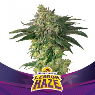 LEBRON HAZE FEM X2-BSF