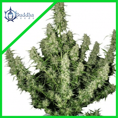 MAGNUM AUTO X3+1-BUDDHA SEEDS