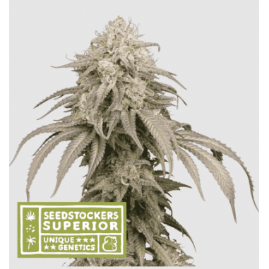 MANDARINE PANTIES AUTO X3-SEEDSTOCKERS