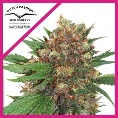MASTER KUSH FEM X3-DUTCH PASSION