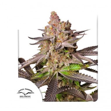 MELONADE RUNTZ FEM X3-DUTCH PASSION