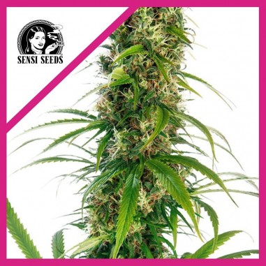 MICHKA FEM X3-SENSI SEEDS