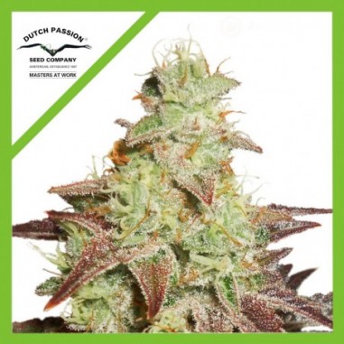 NIGHT QUEEN AUTO X3-DUTCH PASSION