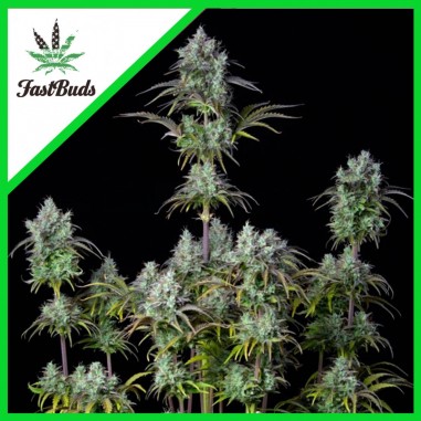 ORIGINAL BIGBUD AUTO X1-FAST BUDS