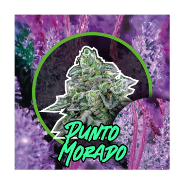PUNTO MORADO AUTO X4-DELIRIUM SEEDS