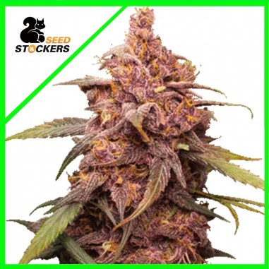 PURPLE PUNCH AUTO X3-SEEDSTOCKERS