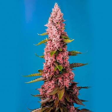 RED HOT COOKIES FEM X 3+1-SWEET SEEDS