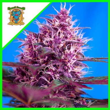 RED POISON RED FAMILY AUTO X25-SWEET SEEDS