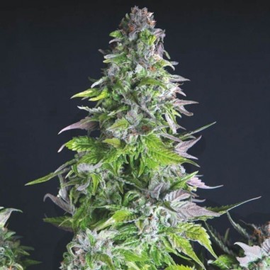 ROMULAN FEM X3+1-PYRAMID SEEDS