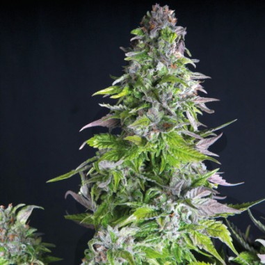 ROMULAN FEM X5+2-PYRAMID SEEDS