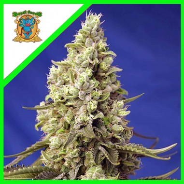 RUNTZ XL AUTO X5+2-SWEET SEEDS