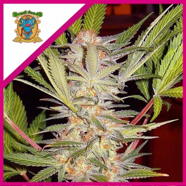 SAD F1 FEM X3+1-SWEET SEEDS