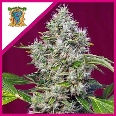 SAN FERNANDO LEMON KUSH FEM X3+1-SWEET SEEDS