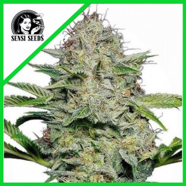 SENSI SKUNK AUTO X10-SENSI SEEDS