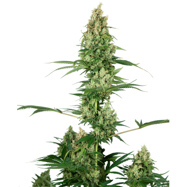 SILVER FIRE FEM X3-SENSI SEEDS