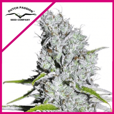 SKUNK HAZE CBD FEM X3-DUTCH PASSION