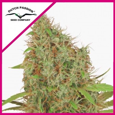 SKYWALKER HAZE FEM X3- DUTCH PASSION