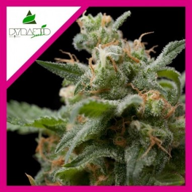 SUPER HASH FEM X1-PYRAMID SEEDS