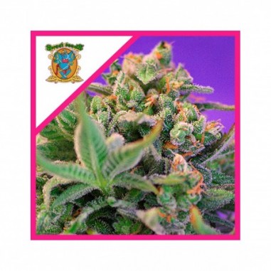 SWEET CHEESE F1 FEM X25-SWEET SEEDS