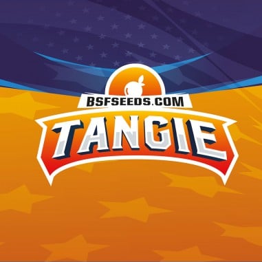 TANGIE XXL AUTO X4-BSF