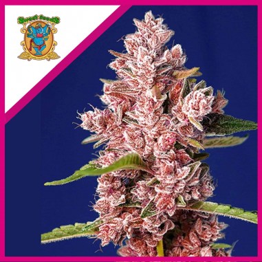 TROPICANNA POISON F1 X3+1-SWEET SEEDS