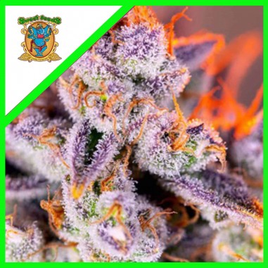 TROPICANNA POISON XL AUTO X3+1-SWEET SEEDS